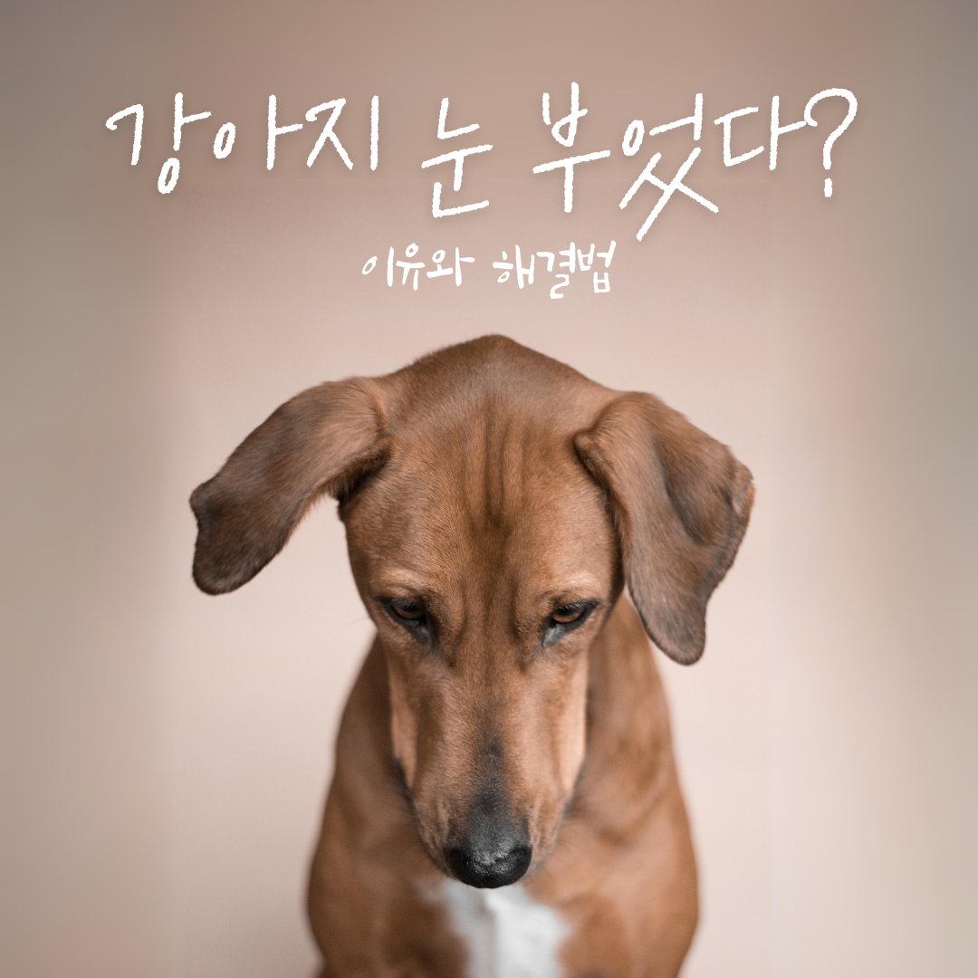 강아지도 자고 나면 눈이 붓나요