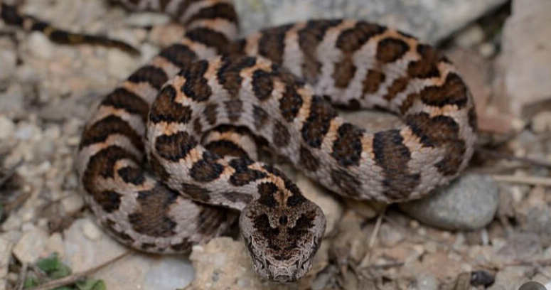 뱀에-물렸을때-응급처치