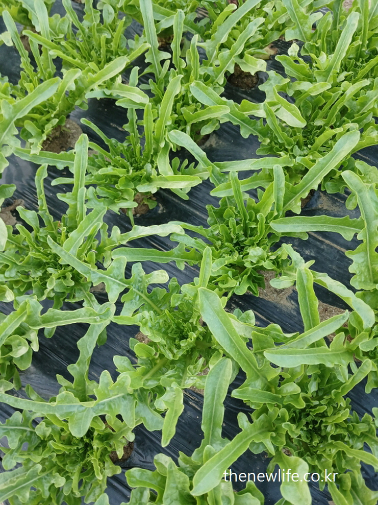 Light green curly leaf lettuce growing on vinyl-mulched field – 비닐 멀칭 위에 자란 연두빛 프릴리프 상추밭의 모습