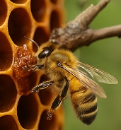 프로폴리스 효능