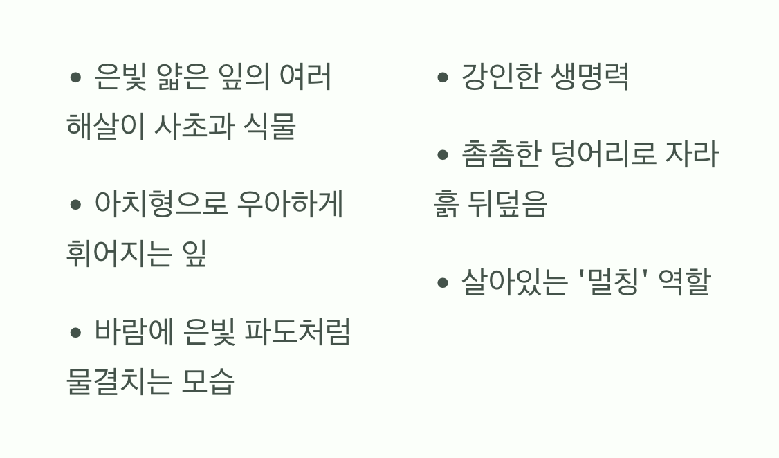 은사초, 그게 도대체 뭔가요?