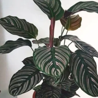 칼라데아 물주기 잎말림원인 습도관리 분무요령 시니어 맞춤 가이드_5