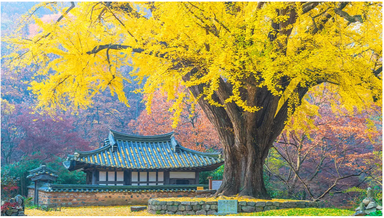 경주 유연정 은행나무