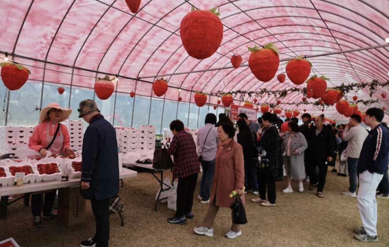 논산 딸기축제 일정 가수 장소 주차 정보 요약