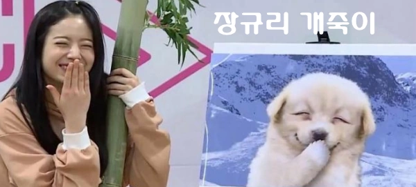 장규리 개죽이 짤