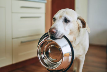 강아지와 밥그릇