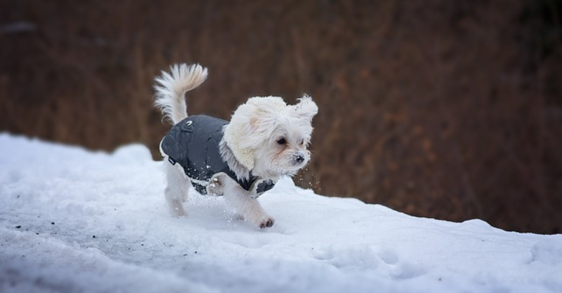 강아지 겨울 산책