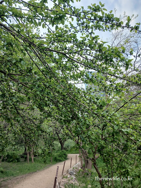 초여름 울창하게 자란 뽕나무 가지 – 뽕잎 효능 중 면역력 강화와 항바이러스 작용을 상징하는 자연 이미지