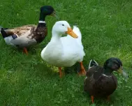  네이버밴드 다운로드 설치방법 (PC 스마트폰 버전) 