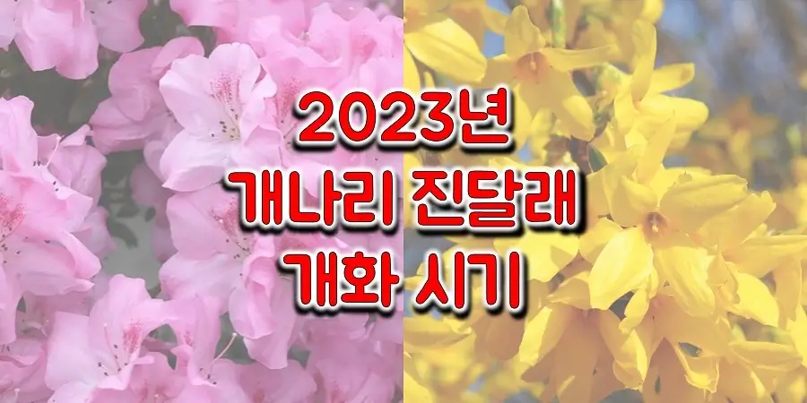 2023년-전국-개나리&#44;-진달래-개화-예상-시기-썸네일