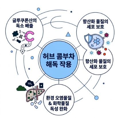 콤부차 효능