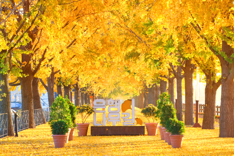 아산 곡교천 은행나무길