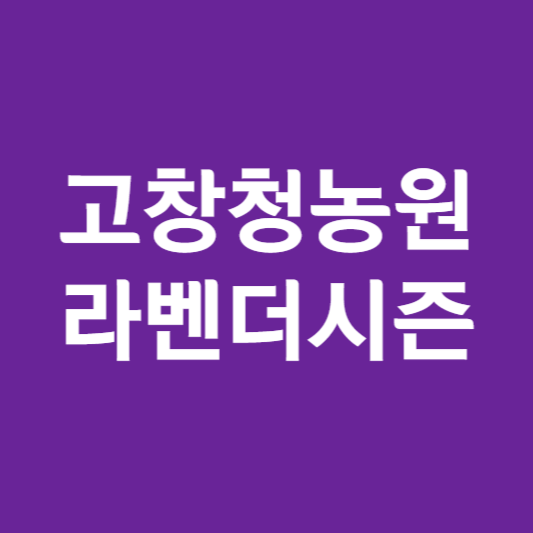고창청농원 라벤더시즌