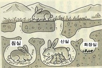 토끼굴-땅속의-모습이며-침실-산실-화장실의-모습을-통해-토끼의-생활-리듬을-볼-수있는-조감도