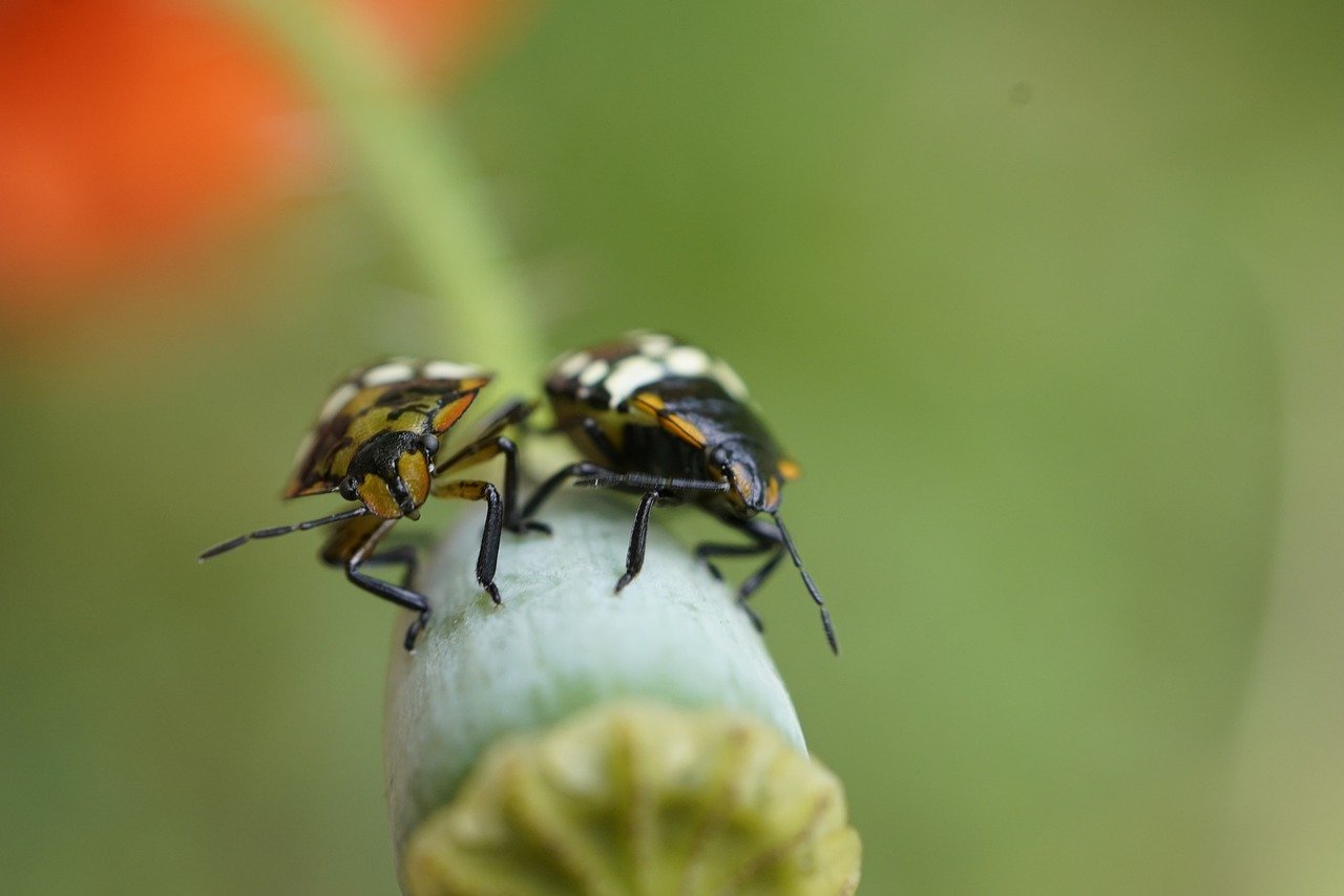 러브버그 퇴치 방법 시기 수명 사진