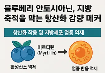 블루베리 안토시아닌