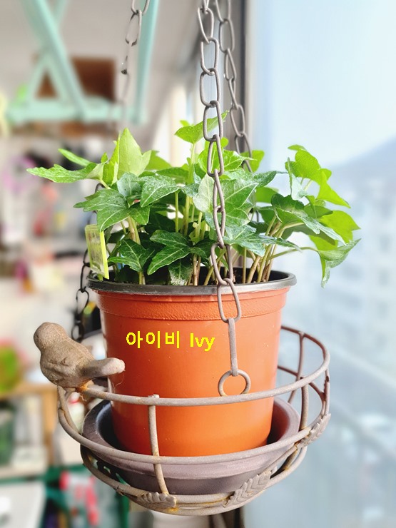 아이비 주의할 점