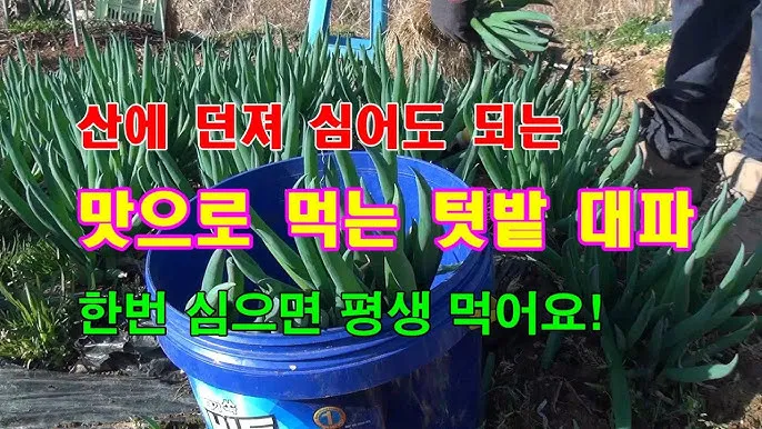 텃밭 대파 키우는 방법 파종 시기_4