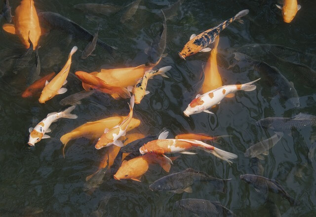 잉어 꿈,잉어 꿈해몽,잉어를 잡는 꿈,잉어를 보는 꿈해몽 길몽?