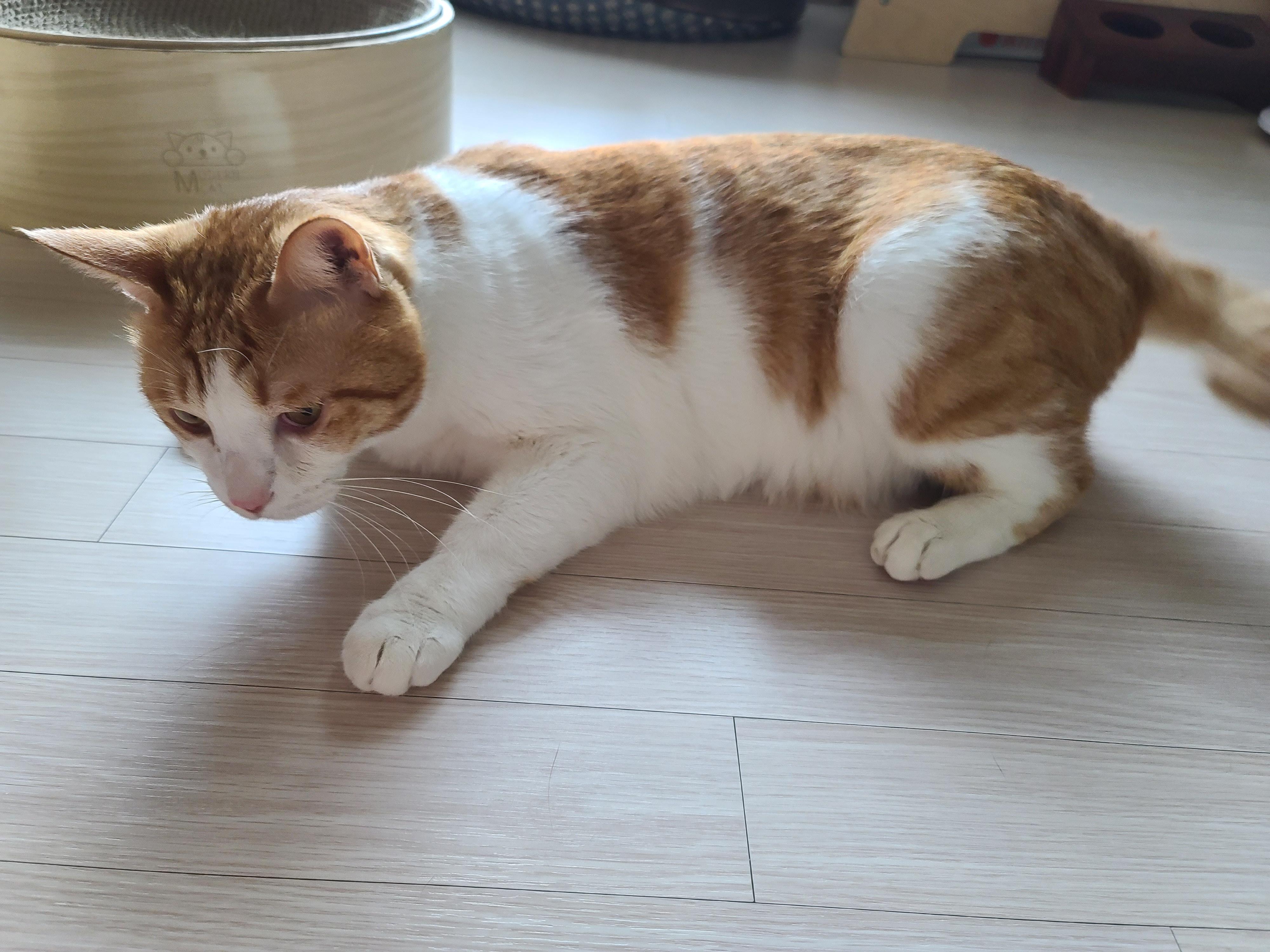 병원 다녀온 후 아픈 막둥이. 고양이+스트레스=아픔! 예민한 고양이.