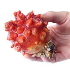 창립 30주년 기념식 및 멍게 소비촉진 행사 기본일정 및 프로그램 소개 (설하윤 출연)