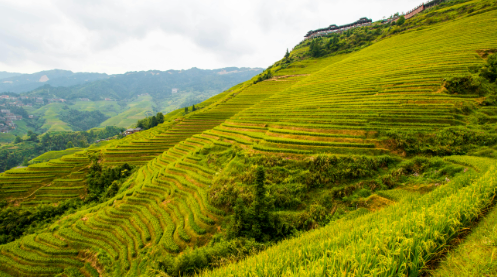 농민수당 신청 자격 및 신청 방법