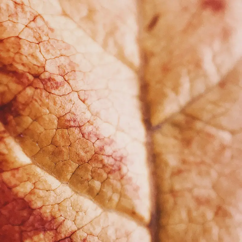 중년 여성 피부노화에 콜라겐 효과 있나요? 잡티까지 개선될까