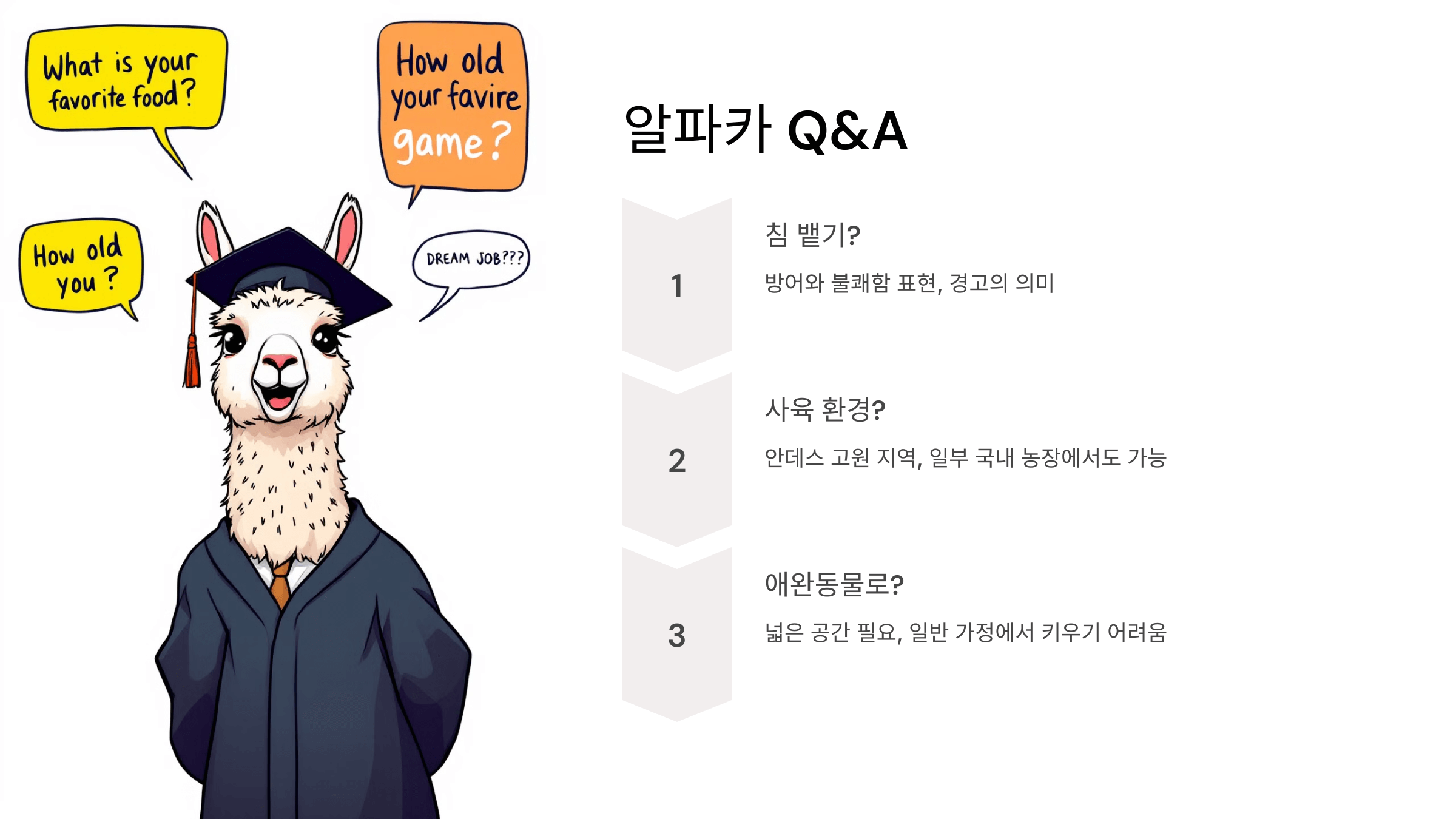 알파카 사진입니다.