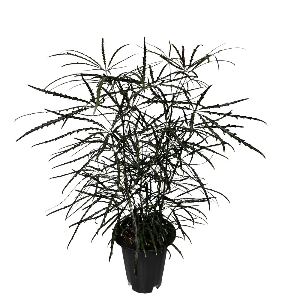 거실화분 아랄리아