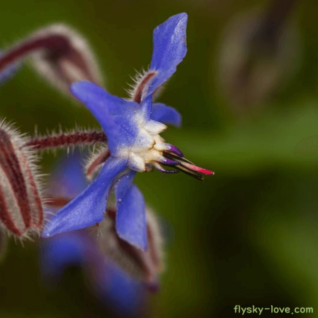 보리지 오일(borage oil) 보리지 특징