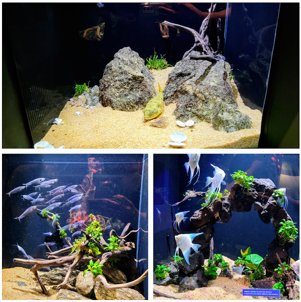 광교 아쿠아플라넷 다녀온 후기 사진 8