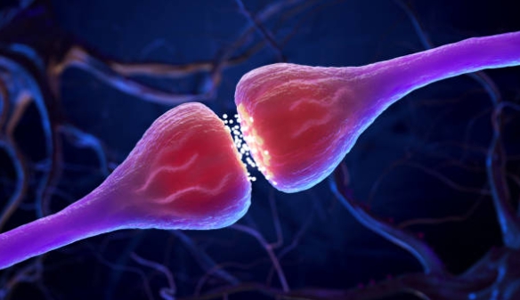 타우린 효능 총정리