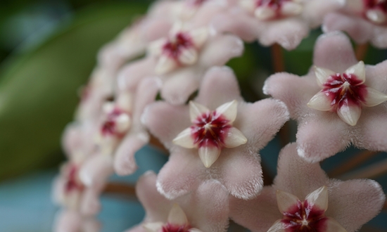 아름다운 자태 매력적인 향기 호야꽃 특징/종류/향기/꽃말/의미/인테리어