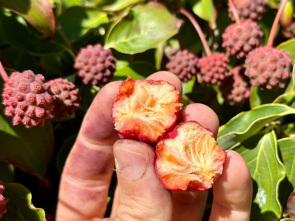 산딸나무 열매 특징과 먹는법, 수확시기 알아보기
