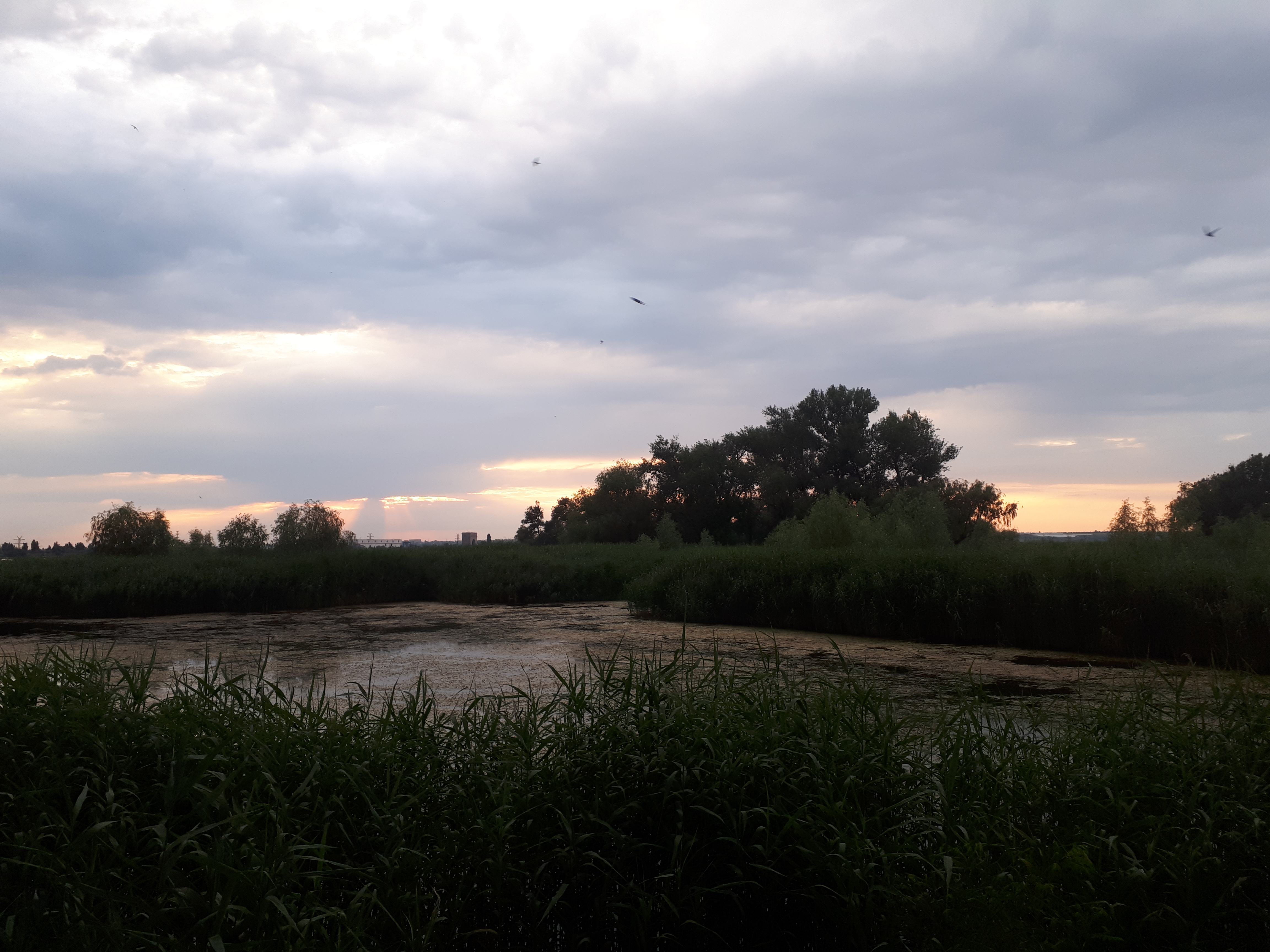 우크라이나 타브리스크 카호우카 저수지 수풀