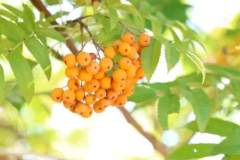 마가목 열매 효능 먹는 법 부작용 포함 10가지 정리_18