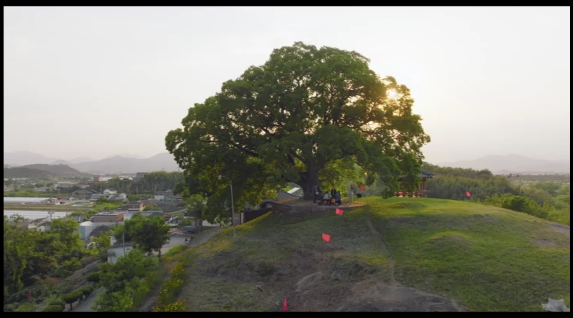 이상한 변호사 우영우 드라마 촬영지 (팽나무, 웨딩, 낙조, 제주도) 제주 돌고래 출몰지역 스팟
