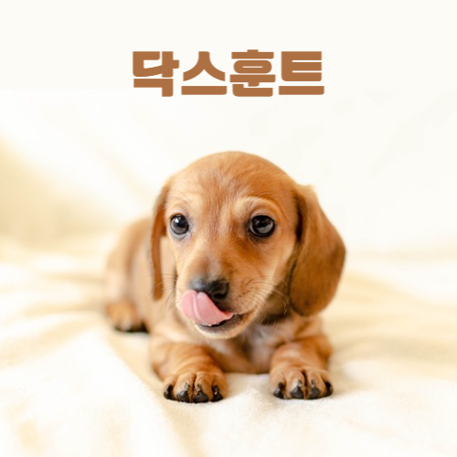 닥스훈트 이미지