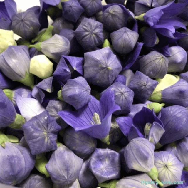 기관지에 좋은 도라지꽃차