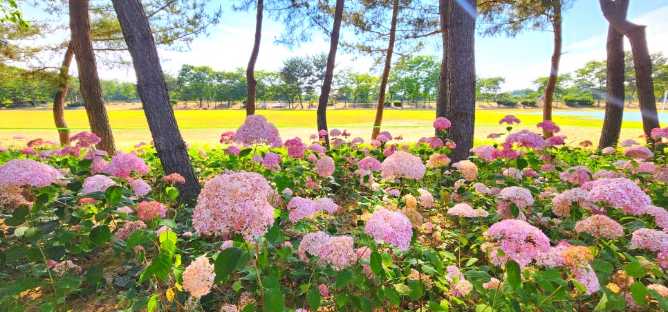 송산근린공원 수국