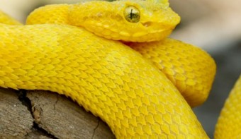 2025년 을사년 신년운세, 뱀띠(1) 가자 가자 뱀띠.