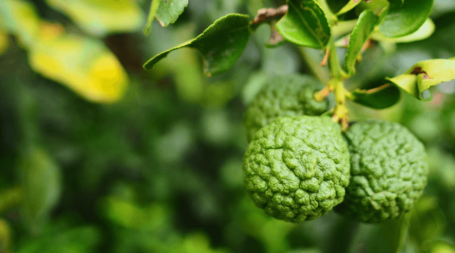 클래식 홍차의 매력 얼그레이, 재료 베르가못