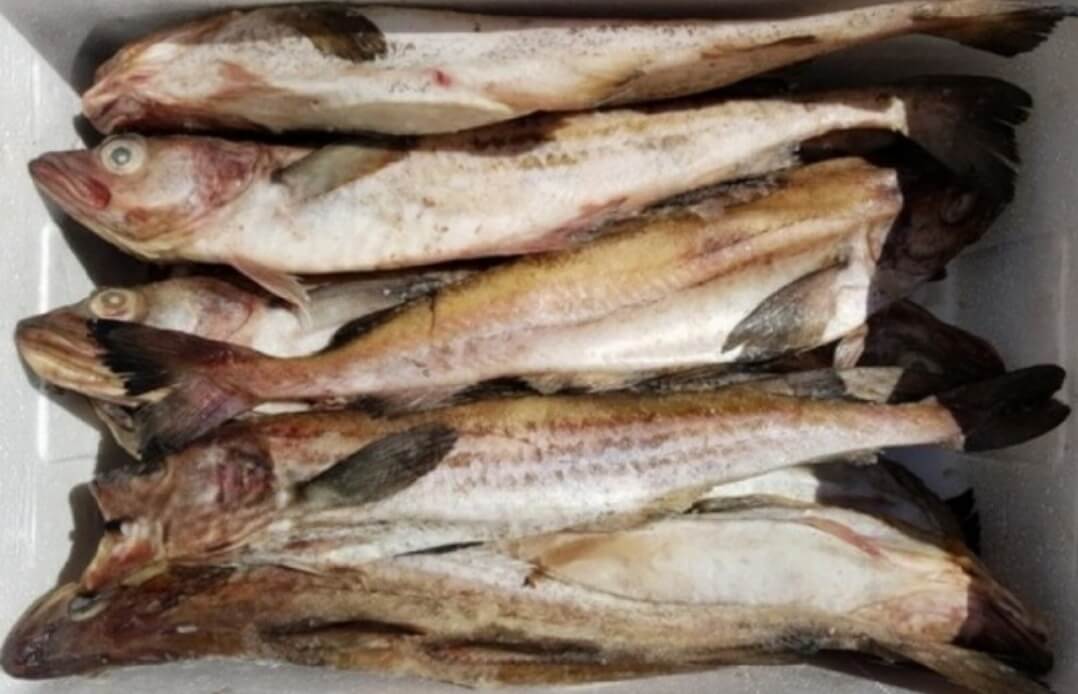 다이어트에 매우 효과적인 식재료