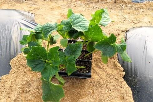 오이재배-오이-모종심기-모종-심는사기-수확시기