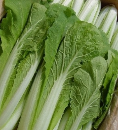 얼갈이 배추 효능 부작용 영양소 먹는방법