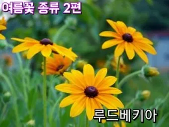 여름꽃 종류 모음 여름 꽃나무 추천 12가지 정리_6