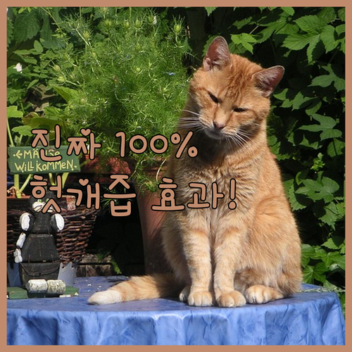자연애담 헛개즙 국내산 100% 진한..