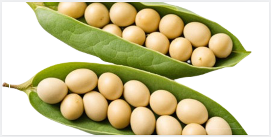 콩류는 아르기닌 함량이 높아 특히 채식주의자들에게 중요한 단백질 공급원으로 사용됩니다.1