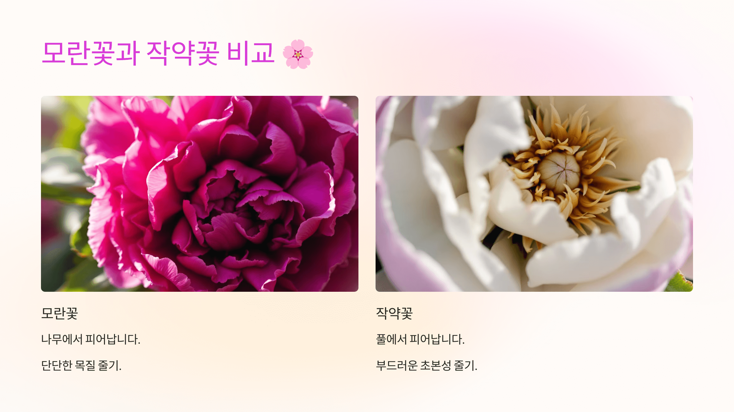 모란꽃 사진입니다.