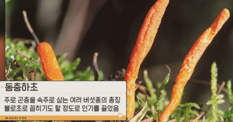 동충하초